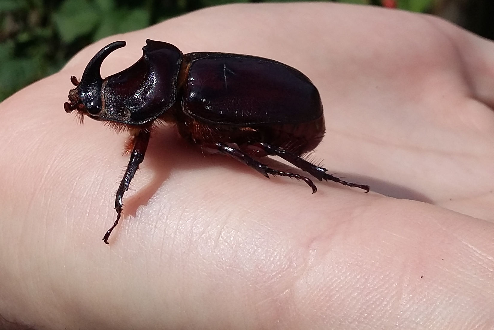 Oryctes nasicornis le  Scarab e rhinoc ros europ en 